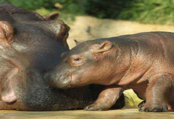Taman Safari Punya Bayi Kuda Nil Kerdil